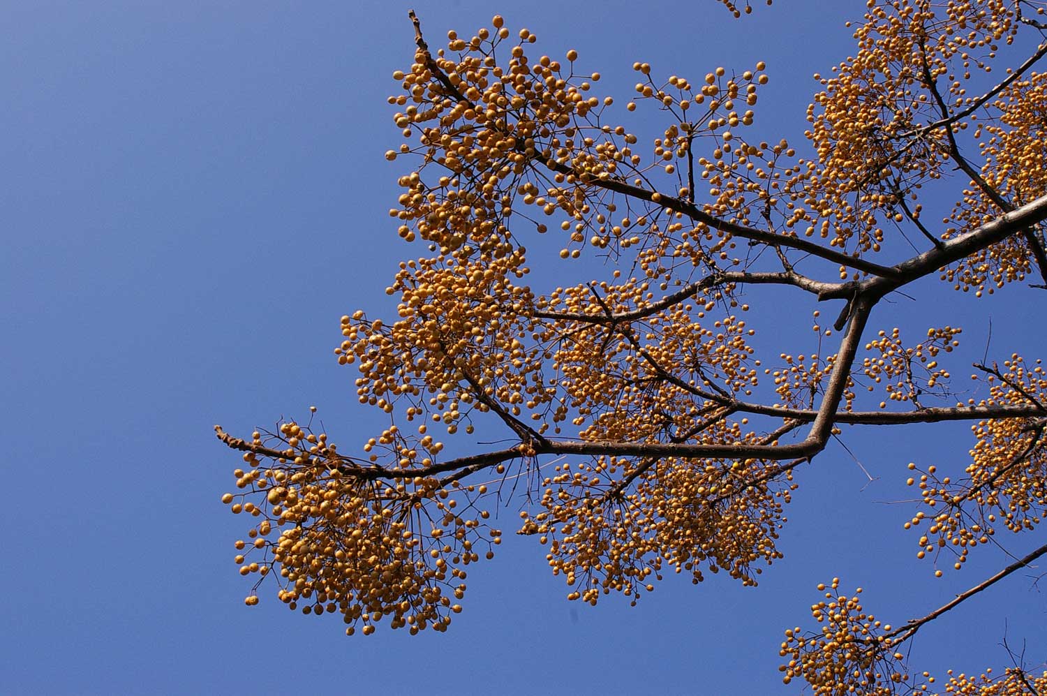 Melia azedarach / Albero dei rosari